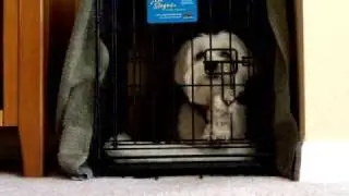 Havanese--Dog Escape Trick