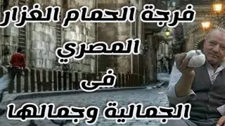 فرجة الحمام الغزار المصرى فى الجمالية وجمالها#لوفت_عمرو_اشرف