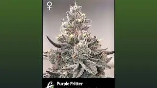 Purple Fritter - Greenpoint Seeds