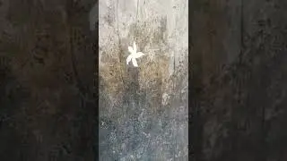#horror #creepy #scary GHOST FLOWER