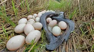 Wow amazing fishing! a fisherwoman pick a lots of fish and pick duck eggs in the rice field by hand