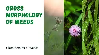 WEEDS GROSS MORPHOLOGY | Grasses | Sedges | Broadleaves | AgriEdify