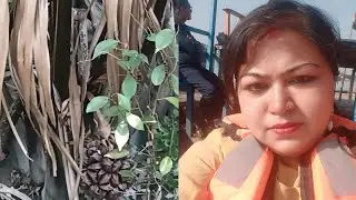 Taki Last part-  Mini sundorbon, Ichamoti nodi.টাকি ভ্রমণের শেষ পর্ব  মিনি সুন্দরবন ও ইছামতি নদী 