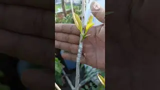 How to graft jamun plant//grafting different types of fruit trees#short#youtube#jamun fruit