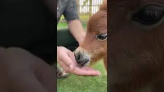 Mini horses #tugiaptyai #aivideo