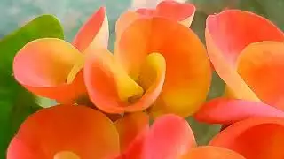 Crown of thorns or christ plant or christ's thorn plant or euphorbia milii plant ants its parts..