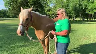Horse Safety