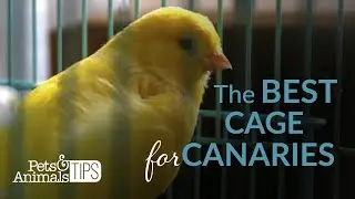 What Is the Best Cage for a Canary | Pets & Animals Tips