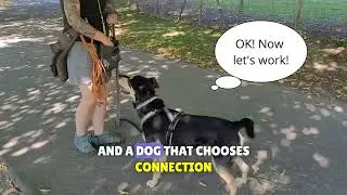 High Prey Drive Dog Chooses Connection Over Chasing