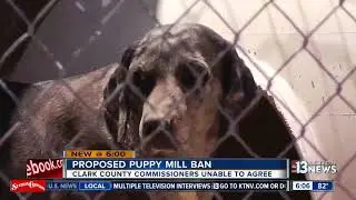 Proposed puppy mill ban in Clark County