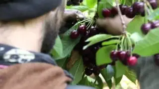Baba highball cherry picking