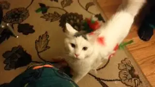 Petsmart Petholiday Toy Fail for Kittens