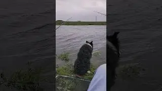 Meeting an Old Friend on The River Hull - Re-upload due to accidental deleting. #fishing #shorts