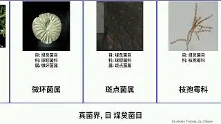 真菌界, 目 煤炱菌目 fungus 煤炱属 斑点菌属 小尾孢属 海绵胶煤炱菌 球腔菌屬 亚球壳菌属 微环菌属 Capnodiales 假尾孢菌屬 壳针孢属 Whole 威尼克外瓶黴 球腔菌科