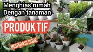 Inspirasi | menghias teras rumah dengan tanaman produktif