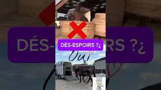Derby🐴 reprend CONFIANCE apr&egrave;s un traumatisme 😥 #cheval #horse #entrainement #training #van