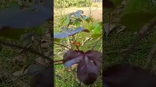 babool tree nature life 💖💖💖 like comment share subscribe 💞❤️❤️💕