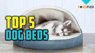 Dog Beds : Top 5 Best Dog Beds 2020 Reviews By Fordplex