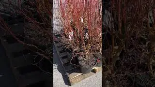 shrub planting tip for spring
