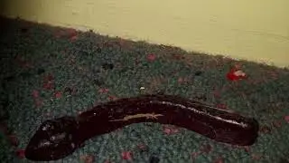 Hairworm