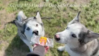 Giving My Huskies Dog Safe Chocolate ?!?