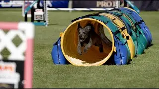 Fueling Dog Agility: Christine Brew&rsquo;s Journey with Purina Pro Club