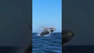 What Happens When a Shark Meets an Orca?