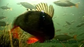 Mad perch underwater (aborre ahven barsch percidae baars okon окунь)