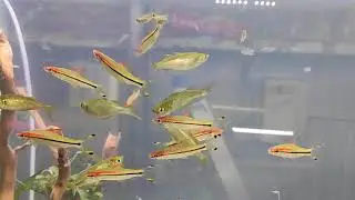 Dani soni barb - Oscar Aquarium