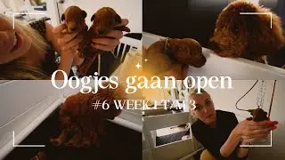 6. De eerste drie weken van de toy poedel pups