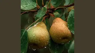 Soft Drops