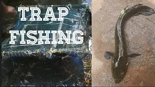 fishing reels | fishing Kerala | trap fishing | snakehead fishing.