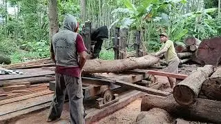 Hard Work Cutting Wood With Skilled and Professional Team at Disawmill 