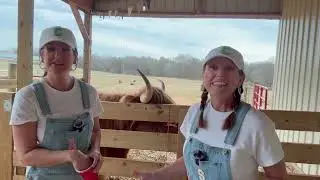 🐮 Letter C Adventure with Highland Cows! 🐮