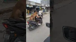 viral dog 🤣 / #dog  #trendingsong #trending #ytshorts #familyvlogerxyz #shorts
