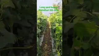 Long yard beans Namdhari Seed NS-620