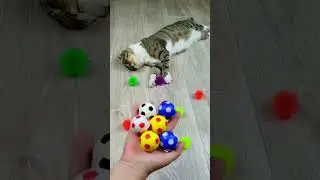 Cat Barsik 🔥🎈 Beads Satisfying Reverse video❤