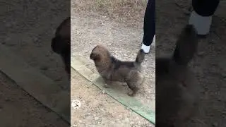 LOL Try Not To Laugh Funny Dogs Moments 2025 Cute Pets Shorts Videos 🐶😂😂 -EPS1233 #funnydogs