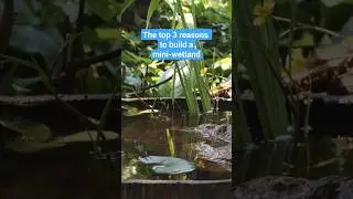 Build your own mini-wetland pond 🐸 #ponds #diy #shorts #wildlife #frogs