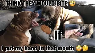 Giant family pit bull HULK & KONG play.. Do you think they will bite me if I get in the middle