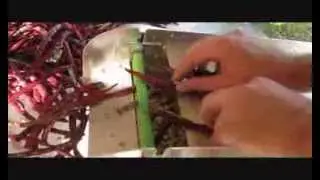 Electric Pea Sheller Sr. (Mr. Pea Sheller)