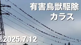 2025.7.12 Harmful bird and animal control Crows