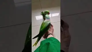 #varalvideo🦜🦜🦜🦜 #youtubeshorts