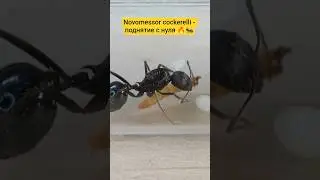 🔥🐜Novomessor cockerelli - охотники пустынь №9