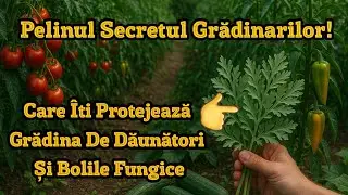 ПОЛЫНЬ - Секрет садоводов! Которая защитит ваш сад от вредителей и всех грибковых заболеваний,