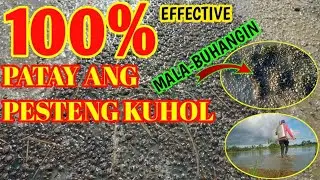 MABISANG PARAAN SA PAGPUKSA NG PESTENG KUHOL SA PALAYAN| MANGUNGUMA TV