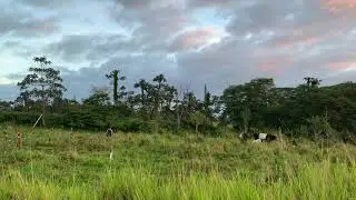 Morning Counting of the Belties