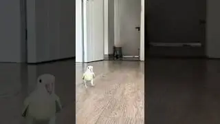 This parrot can't catch up with its owner, but it can fly. #birds #parrot #lovebirds #parrots #pets