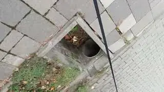 Maszat kalandjai 7 s&eacute;t&aacute;lja vide&oacute;ban😀