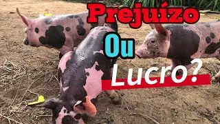 Qual os cuidados tomar para manter os leitões fortes e saudaveis!